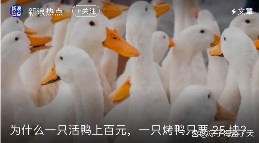 烤鸭为何20多元一只,活鸭20元一斤 烤鸭为何20多元一只