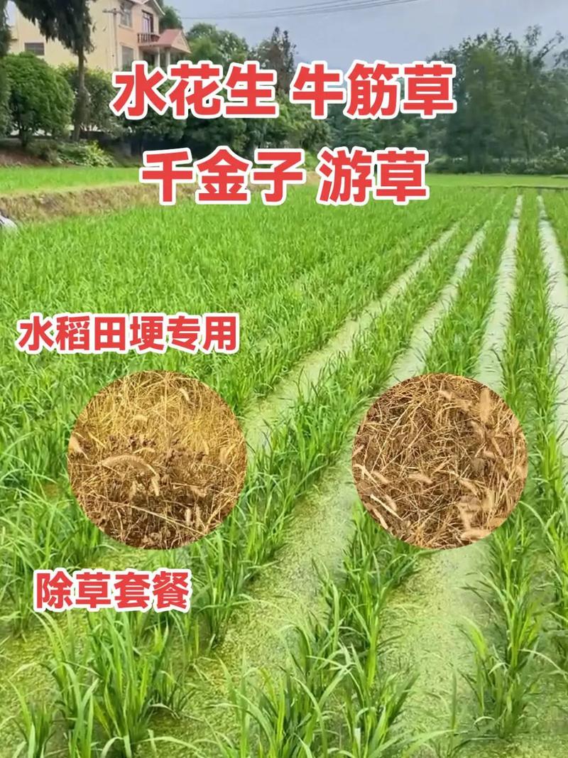 水污染致秧苗死亡,水污染致秧苗死亡的原因